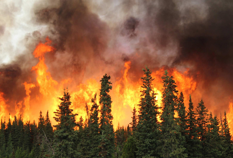 CONAF y SMA dan luz verde a estricto trabajo de  fiscalización para prevenir incendios forestales