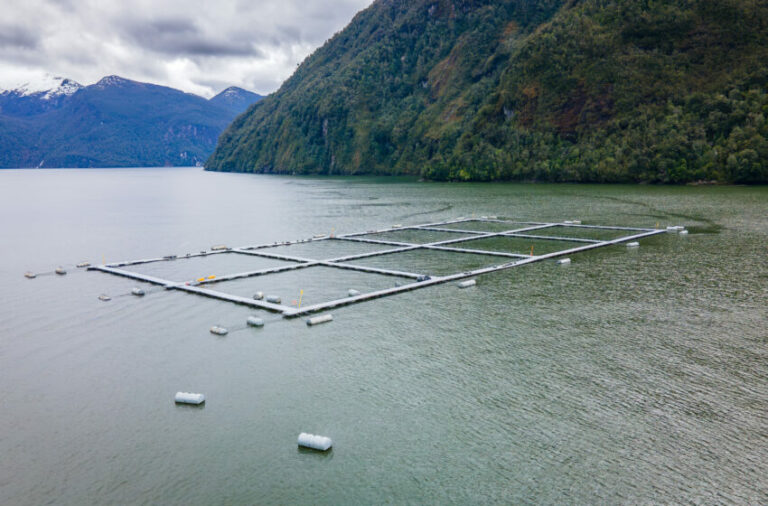 Pescadores el sur de Chile denuncian desaparición de especies nativas por contaminación salmonera: “El lamento del mar”