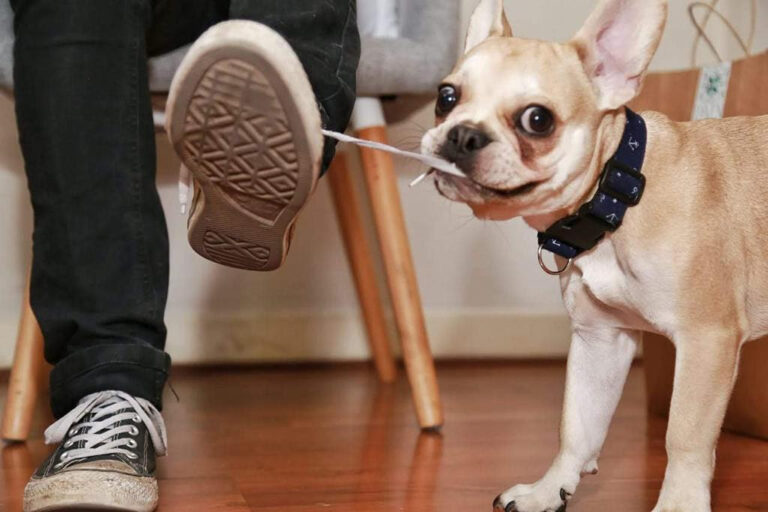 Especialista alerta sobre objetos peligrosos en el hogar para perros y gatos