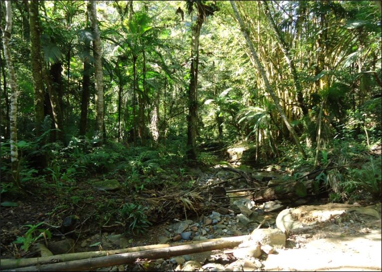 Bosques tropicales muestran resiliencia frente a sequías, pero las condiciones futuras de cambio climático podrían ponerlos en riesgo
