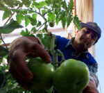 O’Higgins y la paradoja agrícola: sector clave en exportaciones, pero con déficit de trabajadores O’Higgins y la paradoja agrícola: sector clave en exportaciones, pero con déficit de trabajadores