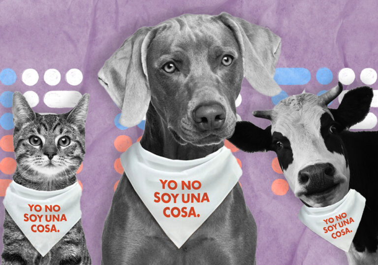 Más de la mitad de los chilenos cree que los animales deben ser reconocidos como seres sintientes por ley