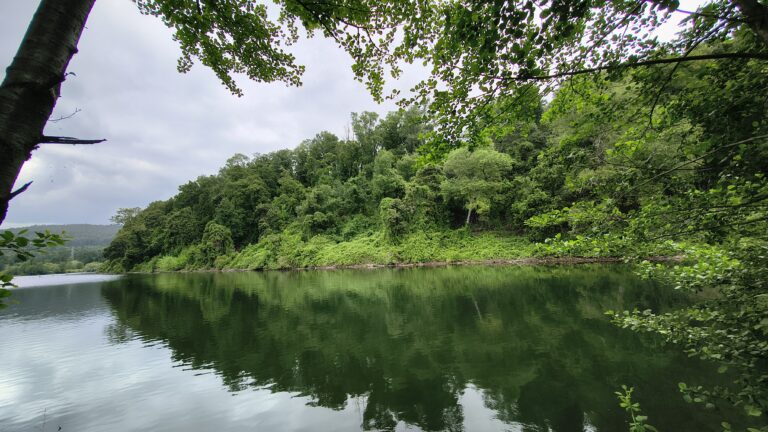 CONAF y Ministerio de Energía definen criterios de evaluación por alteración de hábitat