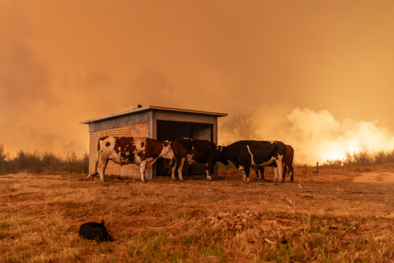 #ChileSinCenizas: Greenpeace lanza petición ciudadana para la aprobación de la ley de incendios   