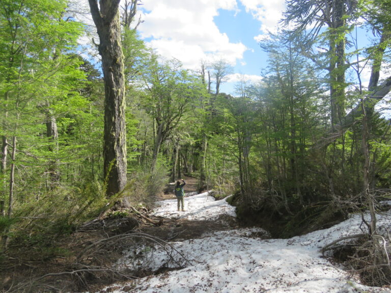 CONAF publica libro digital sobre la superficie vegetacional de Chile