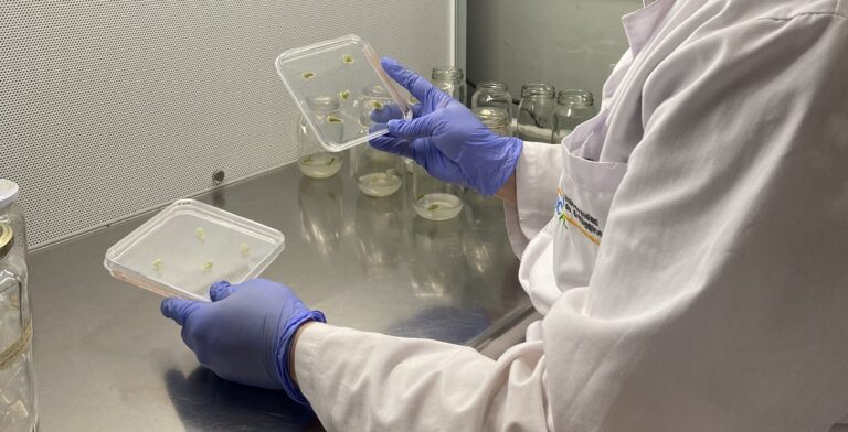 Investigador UOH apunta a desarrollar cultivos más resilientes frente al estrés biótico y abiótico