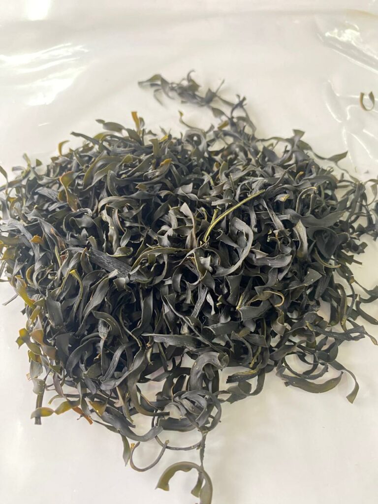 Investigan crear bebidas probióticas a partir de macroalgas de la Región de Valparaíso