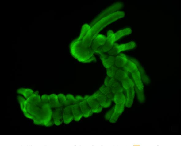 Desarrollo de insectos sería clave para entender la evolución de las especies