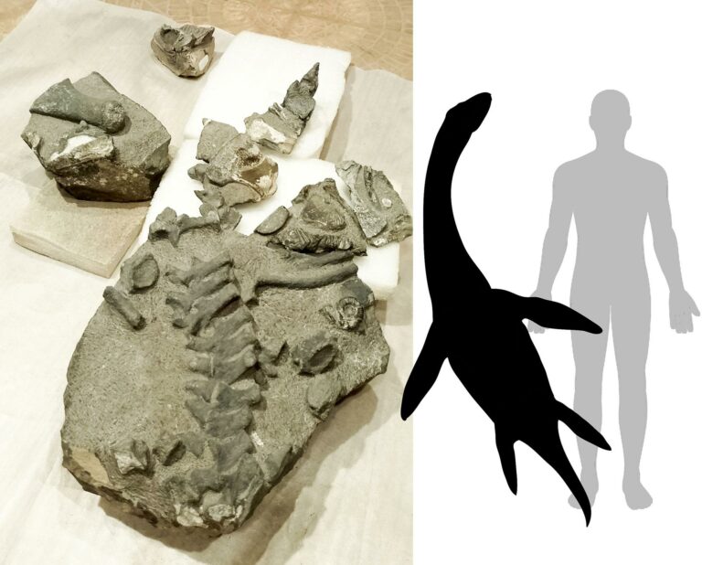 Descubren la primera especie de plesiosaurio Jurásico hallada en el país