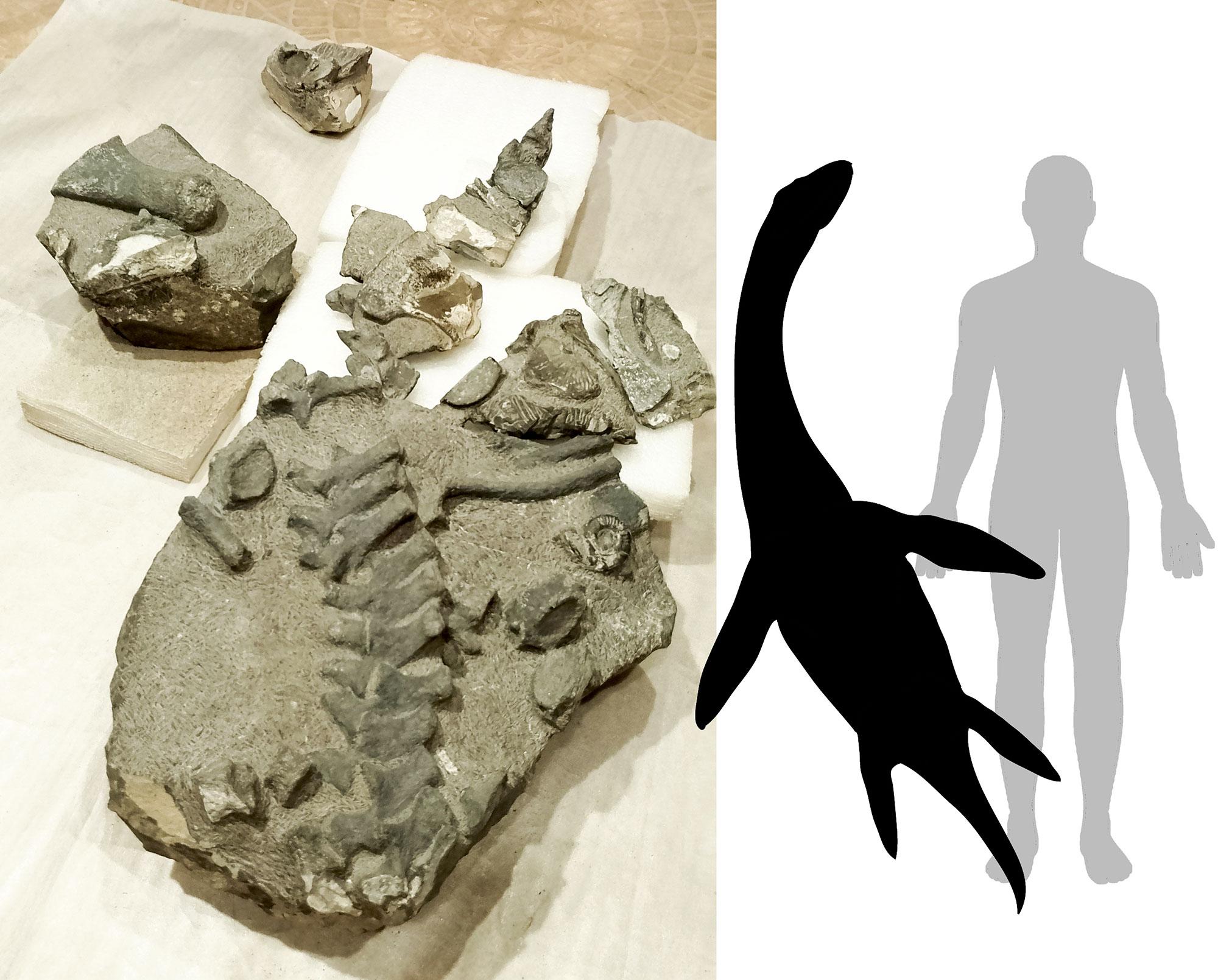 Descubren la primera especie de plesiosaurio Jurásico hallada en el país