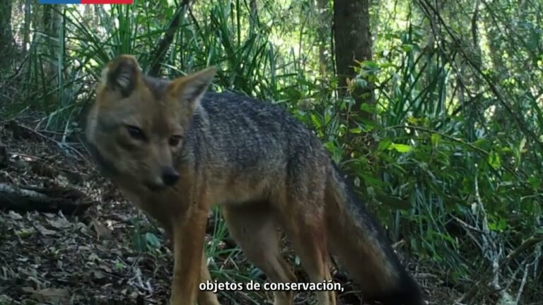 Confirman relevancia internacional de sistema chileno de monitoreo de fauna
