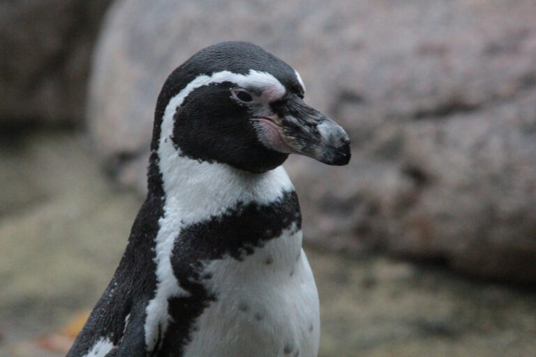 “Si esto se agiliza en un par de años más, no va haber nada que proteger”: Presidente de la Sociedad Botánica de Chile por retroceso ambiental