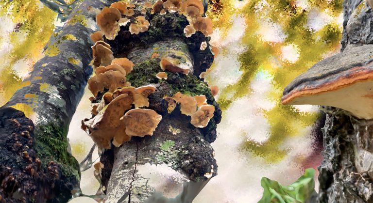 Proyecto Fungi Cosmology se presenta en Santiago con dos muestras interconectadas