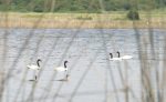 Humedal de Río Cruces: Confirmada presencia de Influenza Aviar en cisne de cuello negro Humedal de Río Cruces: Confirmada presencia de Influenza Aviar en cisne de cuello negro