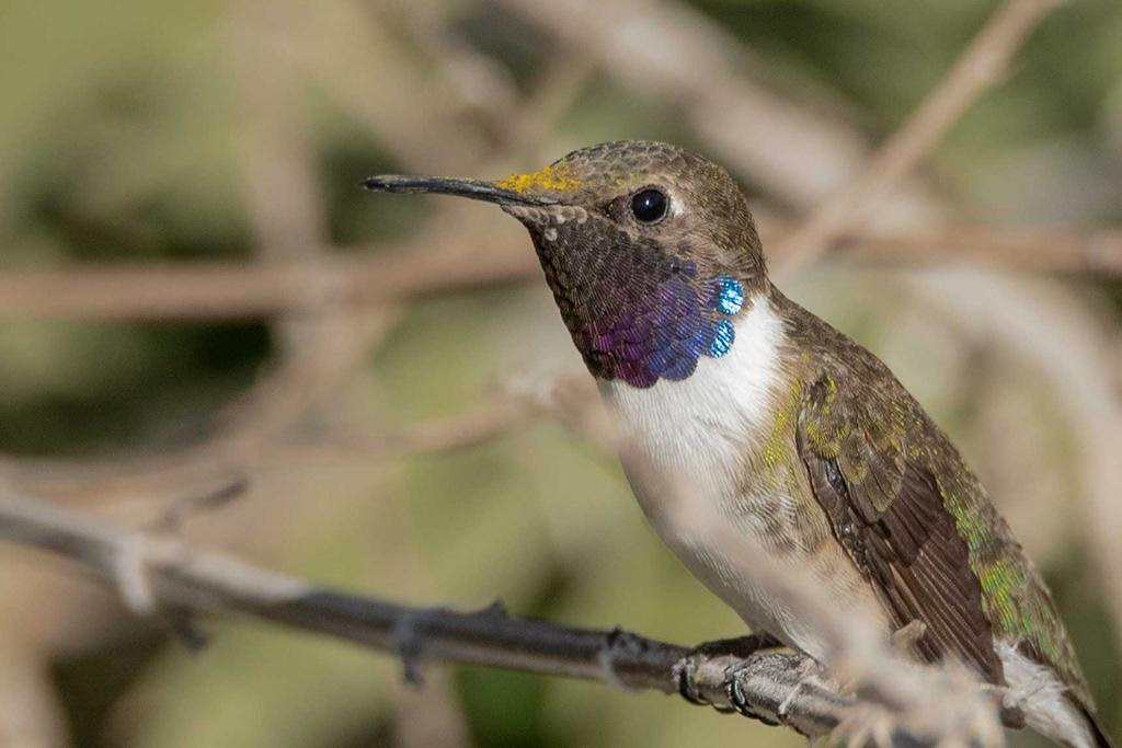 Estudio alerta pérdida de hábitat del picaflor de Arica por expansión de monocultivos en valles del norte