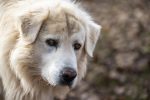 Especialistas advierten sobre los riesgos de anestesiar animales de compañía Especialistas advierten sobre los riesgos de anestesiar animales de compañía