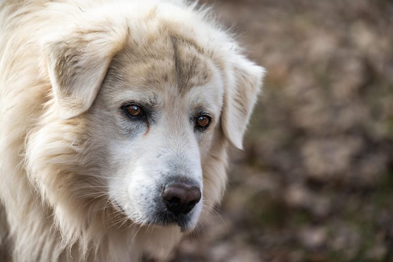 Especialistas advierten sobre los riesgos de anestesiar animales de compañía