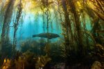 Día Internacional de la Biodiversidad Día Internacional de la Biodiversidad