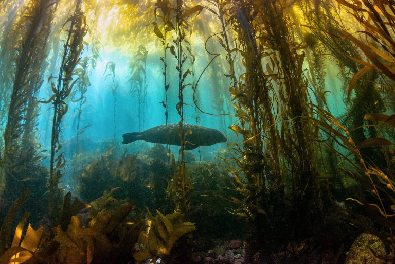 Día Internacional de la Biodiversidad