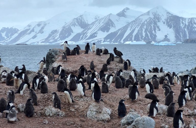 Especialistas alertan sobre amenazas críticas a pingüinos en el país y la Antártica