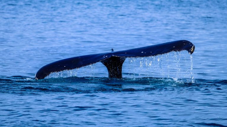 ¿Qué atrae a las ballenas a las costas del Biobío? Fenómeno en Hualpén revela riqueza marina de la zona