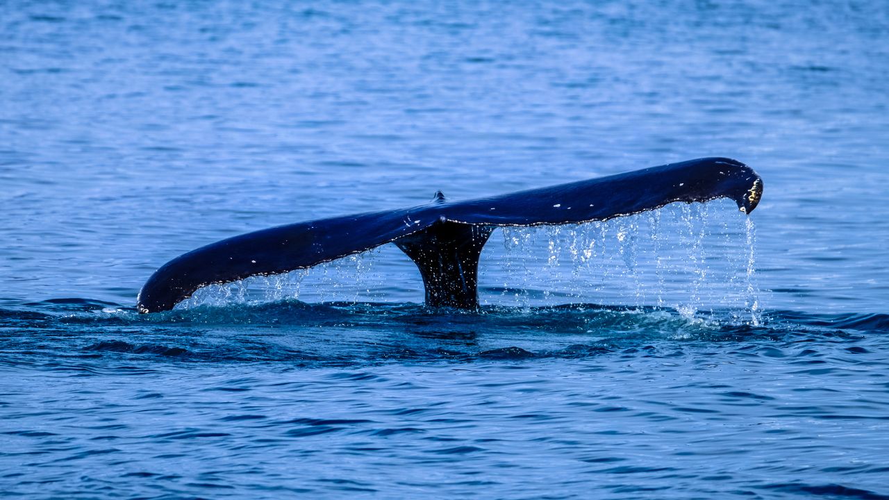 ¿Qué atrae a las ballenas a las costas del Biobío? Fenómeno en Hualpén revela riqueza marina de la zona