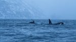¿Orcas asesinas? Las especies marinas “peligrosas” que habitan Chile y que en realidad no representarían una amenaza ¿Orcas asesinas? Las especies marinas “peligrosas” que habitan Chile y que en realidad no representarían una amenaza