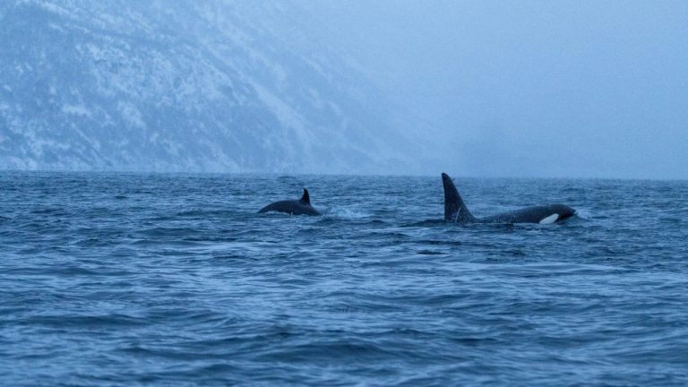 ¿Orcas asesinas? Las especies marinas “peligrosas” que habitan Chile y que en realidad no representarían una amenaza