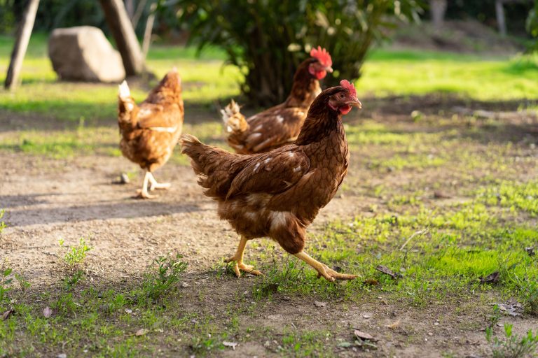 “Gallinas felices” y bienestar animal: el desafío de demostrar lo que promete una etiqueta
