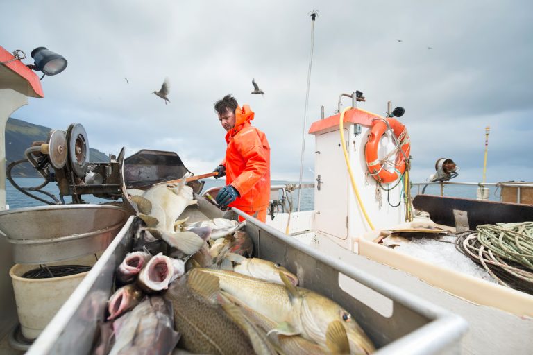 Aguas más cálidas y menos alimento: los efectos que podría tener El Niño en la pesca chilena