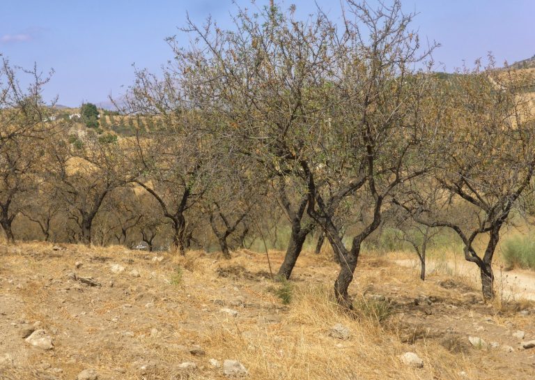Investigación identifica estrategias para fortalecer el sistema eléctrico chileno frente a sequías extremas