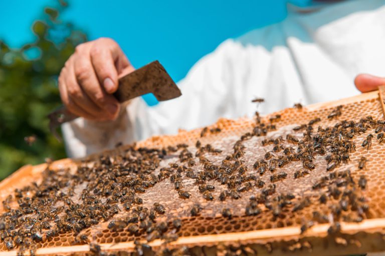 Más que miel: especialistas explican por qué las abejas sostienen la vida y los alimentos