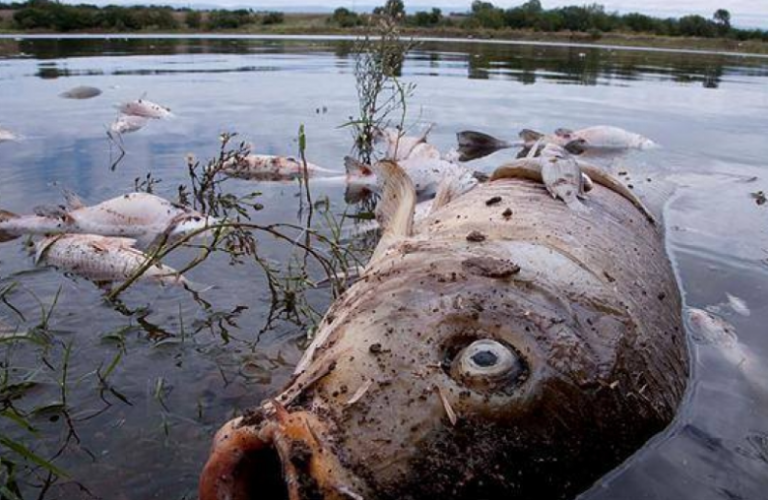 Dirigente mapuche-lafkenche de Melinka denuncia campaña del terror y desinformación financiada por la industria acuícola
