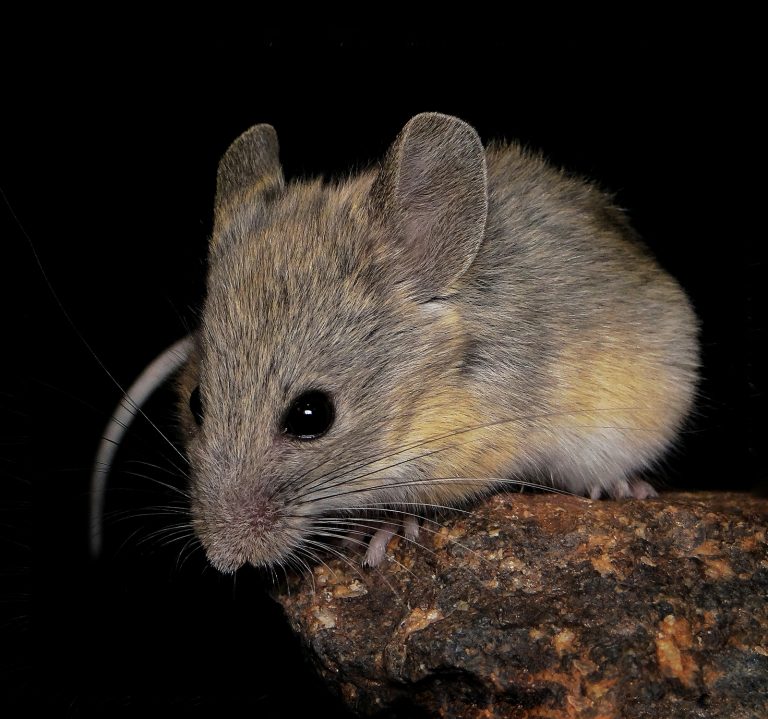 El ratón que vive más alto del mundo revela su secreto para sobrevivir