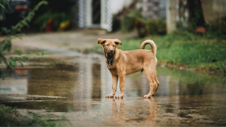Temporal también afecta a las mascotas: estas son las señales que no debes ignorar