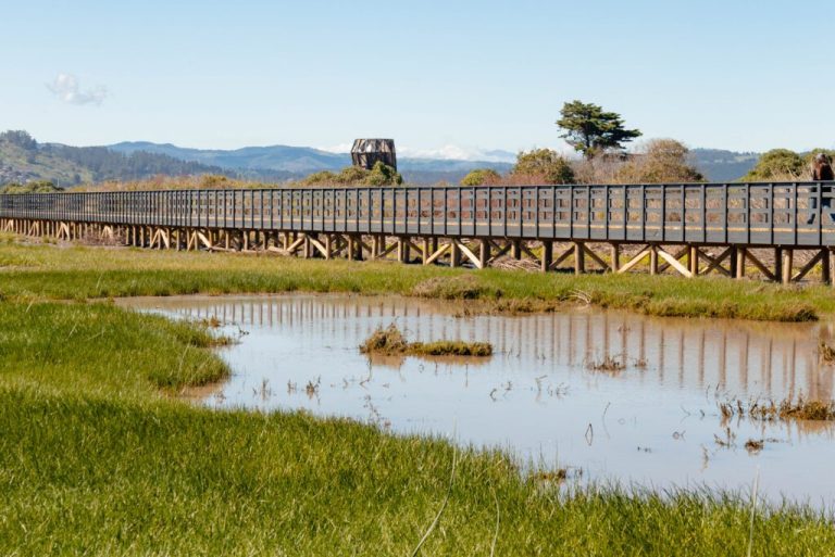 Humedales: la infraestructura natural que protege a Chile frente a eventos climáticos extremos