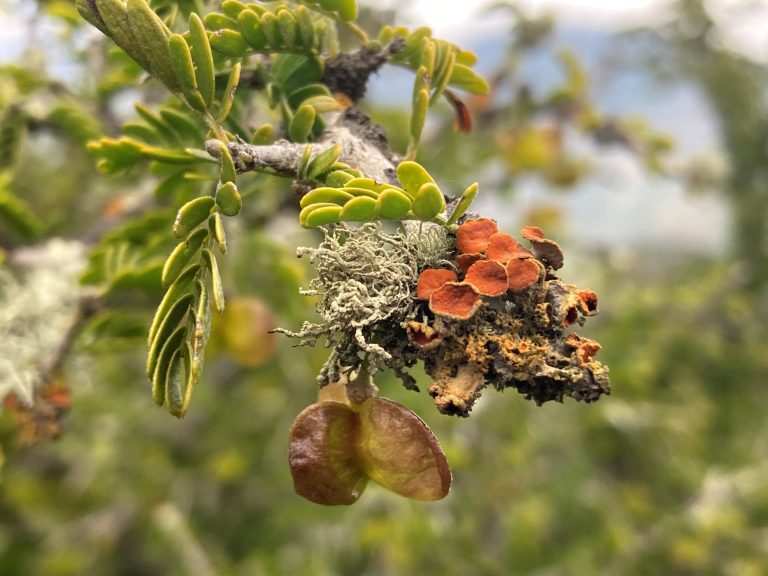Inéditos datos de biodiversidad chilena se integran a plataforma de divulgación científica global