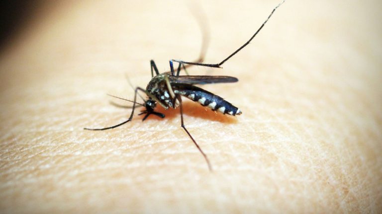 Dengue y cambio climático: las condiciones que pueden favorecer  la expansión del mosquito