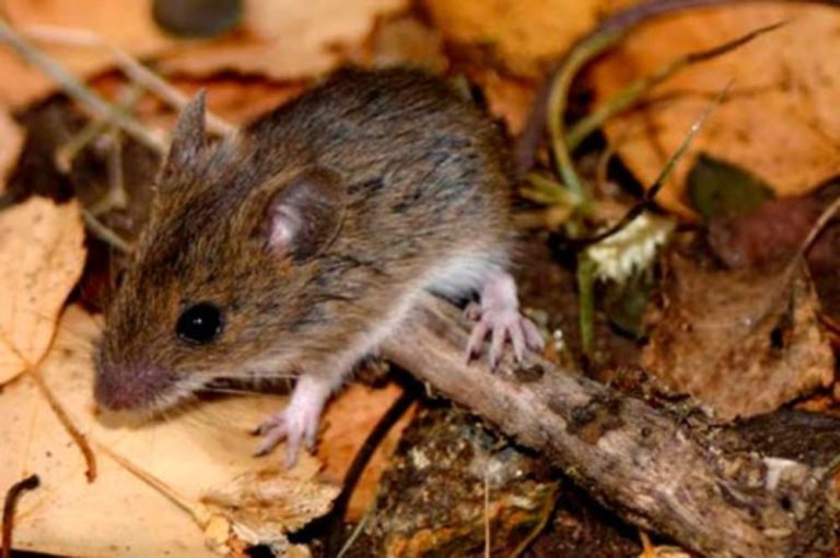Especialistas advierten  implicancias en alerta sanitaria por hantavirus