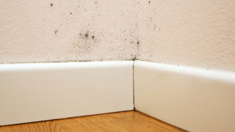 Hongos en el hogar: ¿cuándo pueden convertirse en un riesgo para  la salud?