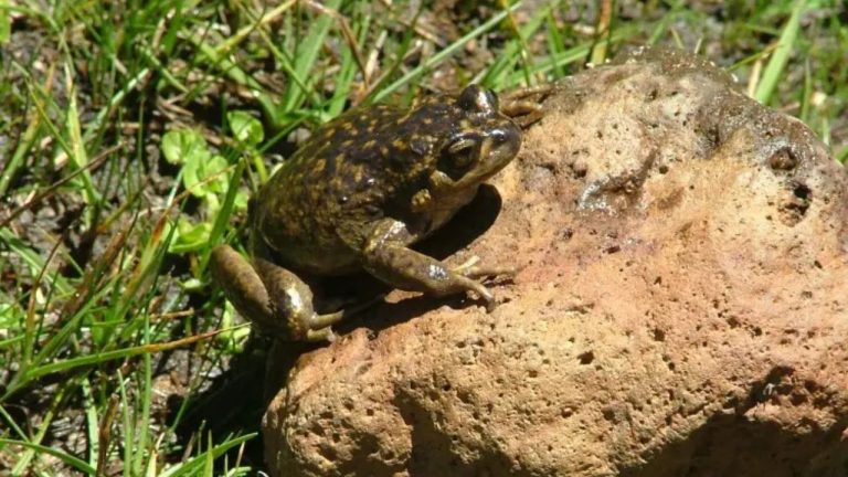 Ranita del Pehuenche: una especie única que podría guardar respuestas para el futuro