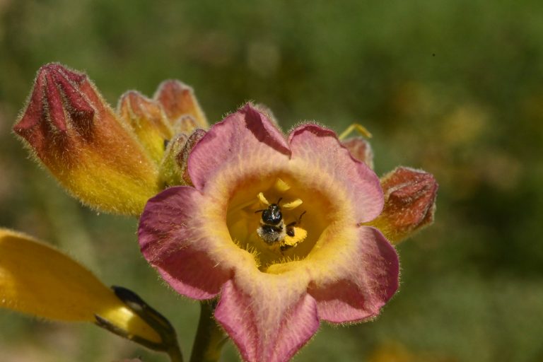 Muestra inmersiva permite “explorar” la visión de las abejas en flores nativas