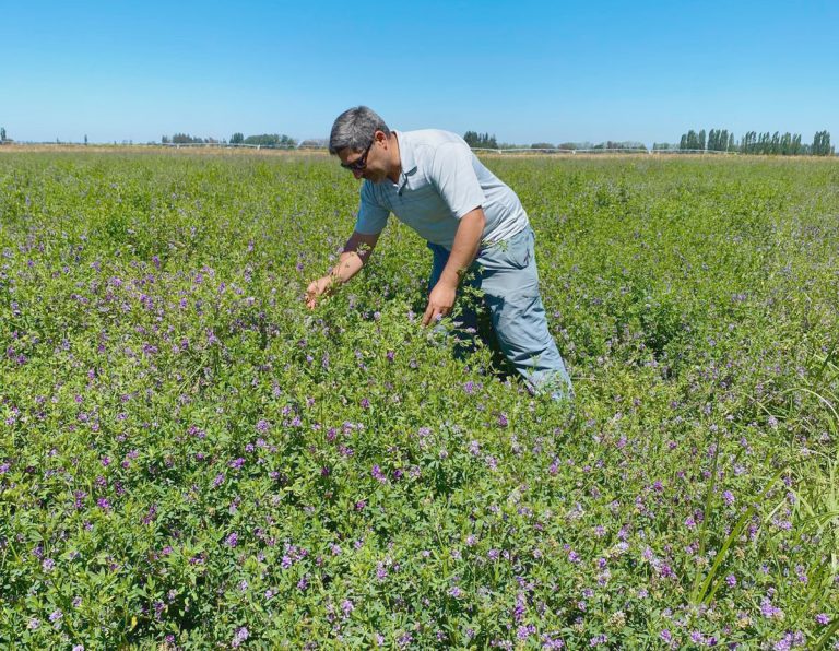 Alfalfa Kauke: la semilla que aprendió a sobrevivir al secano