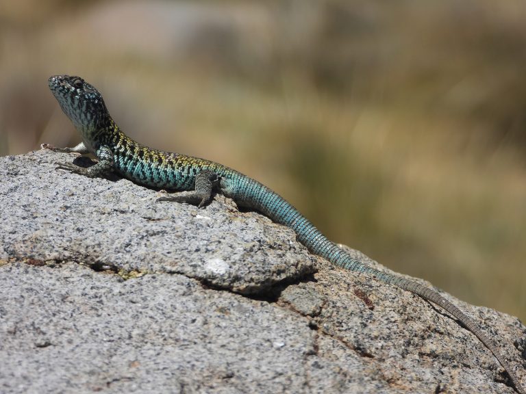 Identifican poblaciones únicas de lagartijas negroverdosas en zonas de altura